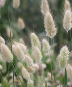 Bio-Saatgut Hasenschwanzgras