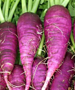 Bio-Saatgut Rettich Blauer Herbst und Winter