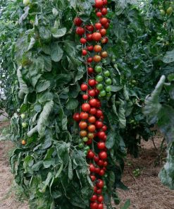 Bio-Saatgut Tomate KSV-TOT-CHE-Traube