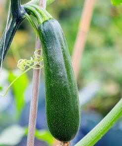 Bio-Saatgut Kletter-Zucchini Ola Escaladora