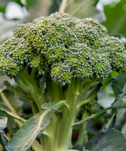 Bio-Saatgut Broccoli Bobby