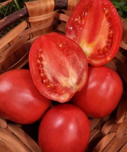 Bio-Saatgut Tomate Précoce Grushovka