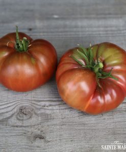 Bio-Saatgut Tomate Carbon
