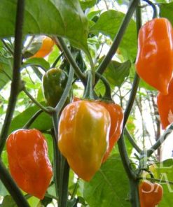 Bio-Saatgut Habanero Orange