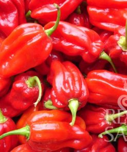 Bio-Saatgut Habanero Tropical Red