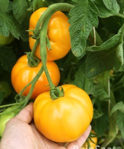 Bio-Saatgut Tomate Valencia