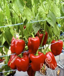Bio-Saatgut Paprika Quadrato d’Asti rosso