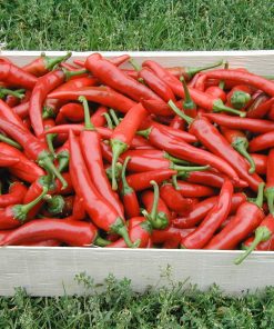 Bio-Saatgut Chili De Cayenne