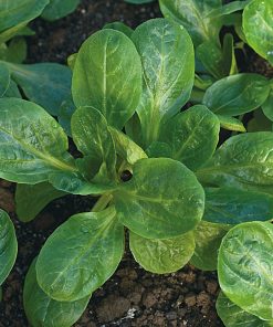 Bio-Saatgut Feldsalat Verte à coeur plein 2