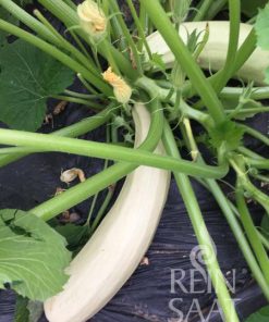 Bio-Saatgut Zucchini Lungo bianco di Palermo