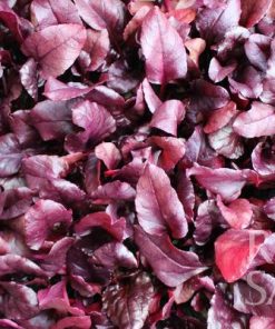 Bio-Saatgut Rote Bete Bull’s Blood